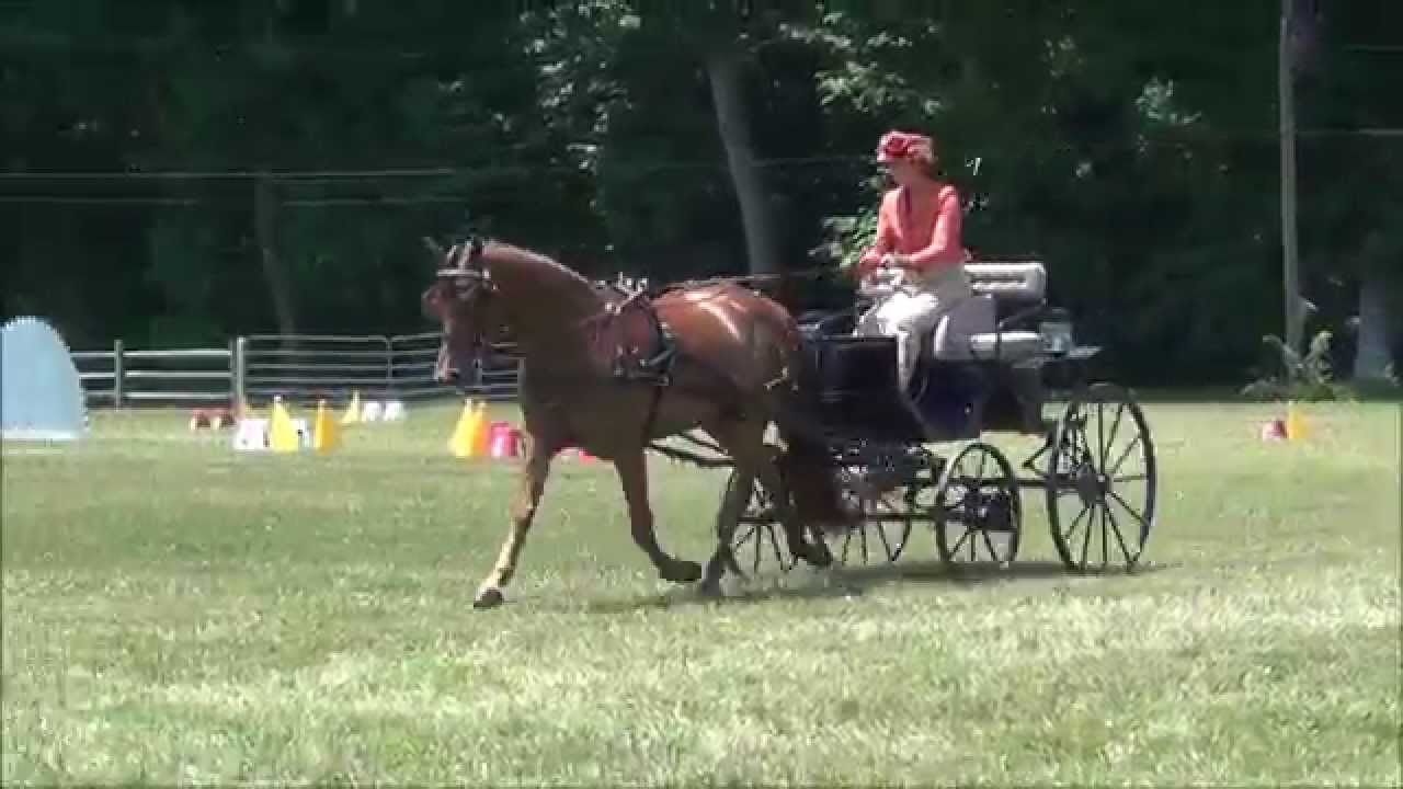 Carriage Driving